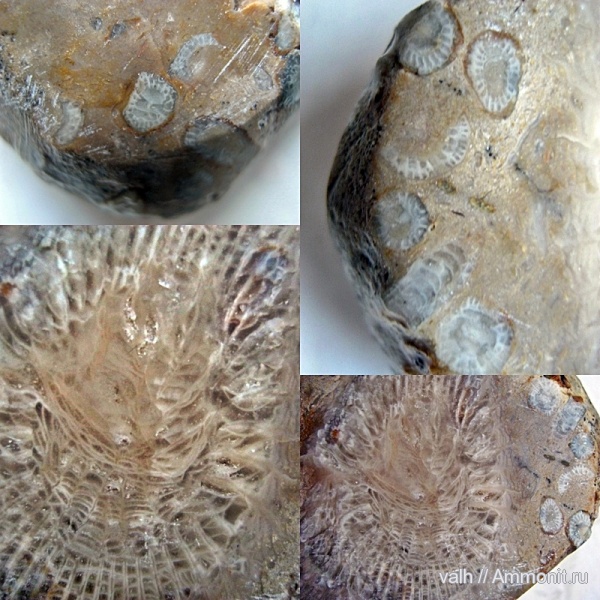 нижний карбон, Rugosa, Lithostrotionidae, Diphyphyllum