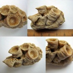 Donia russiensis, Soshkina (Disphillia russiensis,Soshk)