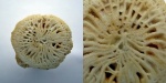 Bothrophyllum conicum.
