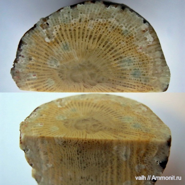 кораллы, нижний карбон, Rugosa, Palaeosmilia, Palaeosmilia murchisoni