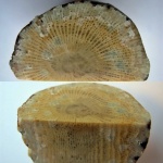 Palaeosmilia murchisoni.