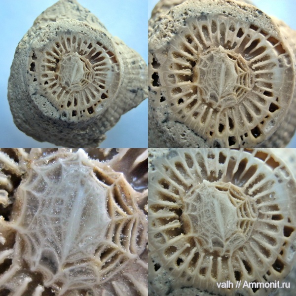 нижний карбон, Rugosa, серпуховский ярус, Corwenia, тарусский горизонт, corvenia verneuili
