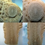 Actinocyathus sarytschevae