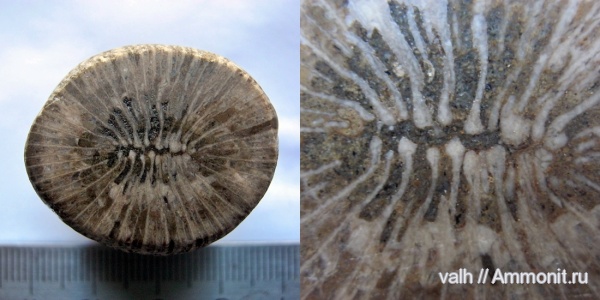 Крым, Montlivaltia, Судак, Scleractinia