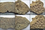 Thamnasteria concinna,Fungiastraea arachnoides Parkinson,Complexastraea dobroviensis Morycowa.