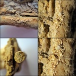 Rhombotrypella sp.