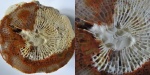 Bothrophyllum pseudoconicum.(B.conicum?)