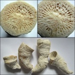 Молодой Bothrophyllum pseudoconicum.