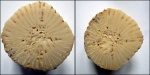 Timania sp.(Pseudotimania sp.?)