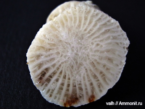 Bothrophyllum, подольский горизонт, средний карбон, Rugosa