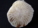 Bothrophyllum уклоняющийся к Aulophyllum.