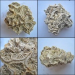 Colpophyllia  slavutytschensis.
