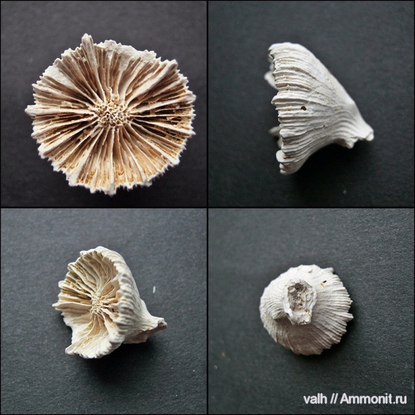 палеоген, эоцен, кайнозой, мандрыковские слои, приабон, Scleractinia, Paracyathus, Paracyathus crassus