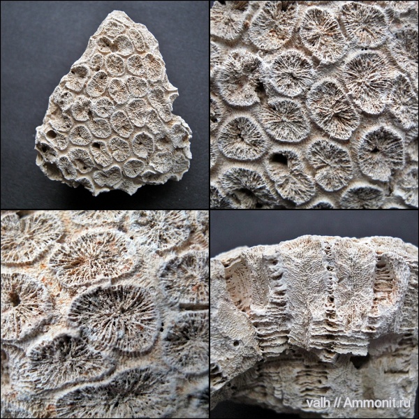палеоген, эоцен, кайнозой, мандрыковские слои, приабон, Scleractinia, Tarbellastraea