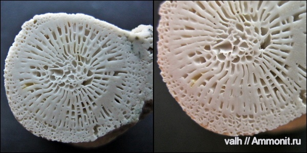 Bothrophyllum, подольский горизонт, средний карбон, Rugosa, Bothrophyllum conicum