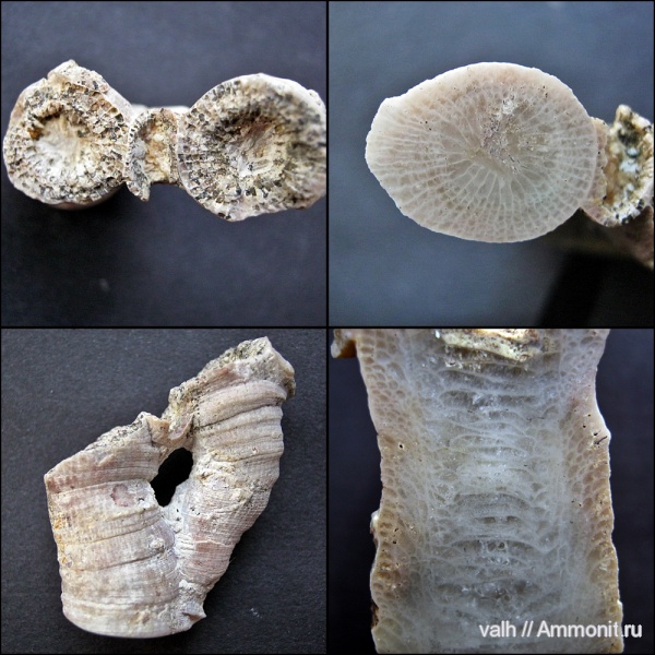 девон, Devonian, верхний девон, Rugosa, Schluteria, Disphyllidae, Disphyllum kostetskae