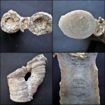 Schluteria kostetskae.(Disphyllum kostetskae.)