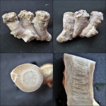 Disphyllum kostetskae.(Schluteria kostetskae)