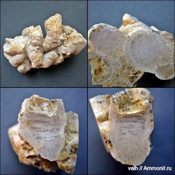 девон, Devonian, верхний девон, Rugosa, Disphyllum, Disphyllum kostetskae
