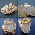 Disphyllum kostetskae.(Schluteria kostetskae.)