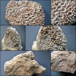 Табуляты Центрального девонского поля(Syringopora fragilis,Alveolites,Mastopora compacta).