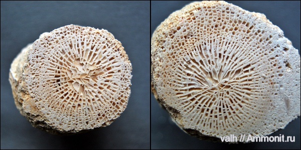 Bothrophyllum, подольский горизонт, Rugosa, Bothrophyllum conicum