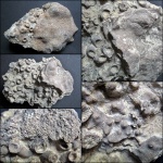 Обрастания(Alveolites, Stromatoporoidea, Phillipsastraea, Mastopora, Peneckiella)