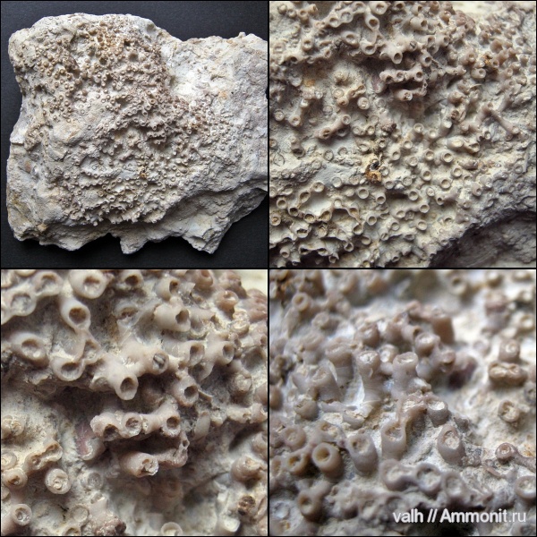 Syringopora, Tabulata, syringopora fragilis