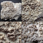 Syringopora fragilis