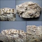 Syringopora fragilis, Aulopora,Thamnophyllum, Mastopora.