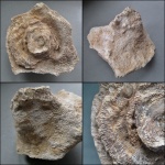 Alveolites suborbicularis Lamarck,1801