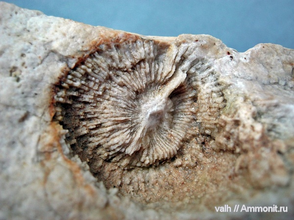 Rugosa, Palaeosmilia, Palaeosmilia murchisoni