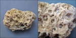Actinocyathus sarytschevae Dobrolyubova 1958.