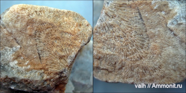 Chaetetes