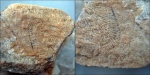Chaetetes