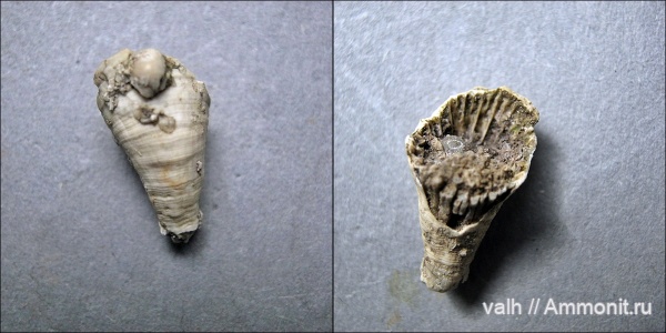 Scleractinia