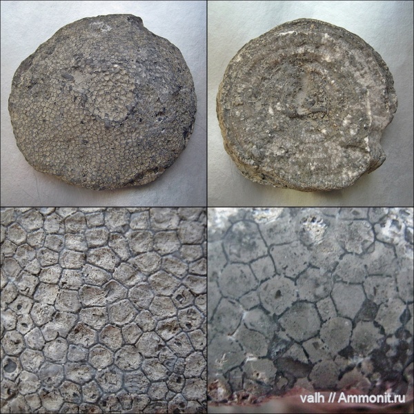 Silurian, Favosites