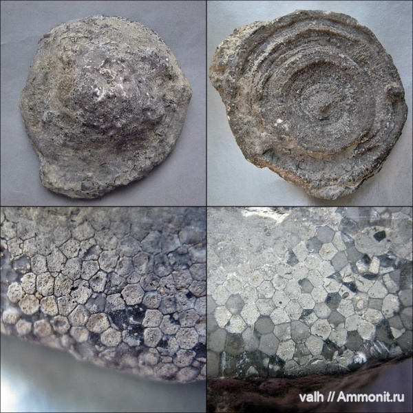 Silurian, Favosites
