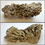 Disphyllum kostetskae.