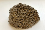 Disphyllum kostetskae.