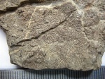 Thamnasteria communis(Fromentel,1861)