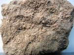 Microsolena agariciformis (Etallon,1858)