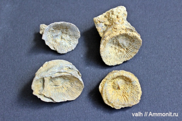 Dibunophyllum bipartitum
