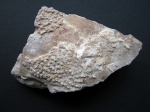 Aulopora Goldfuss ,1829.