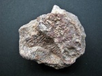 Alveolites and Stromatoporoidea.