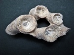 Disphyllum verrucosa Soshkina.