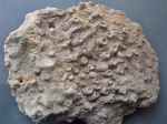 Peneckiella minima Roemer.
