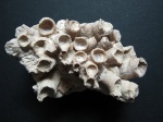 Peneckiella jevlanensis (Bulv).