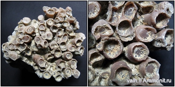 Disphyllum, disphyllum emsti