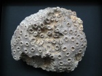 Phillipsastraea ibergense Roemer, 1855.
